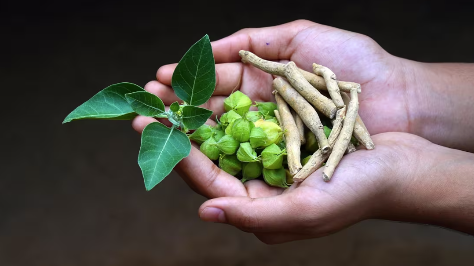 My Natural Journey (Lifestyle → General Support → Targeted Ashwagandha)