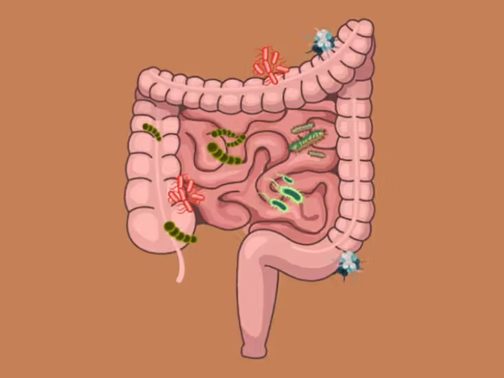 How the Gut Microbiome Works (Human Explanation)