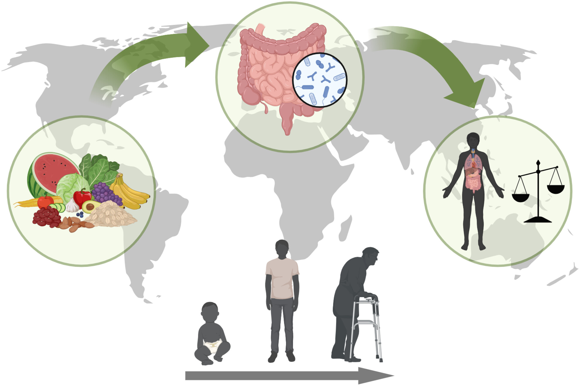 My Journey (Diet → Fibre Awareness → Targeted Gut Support)