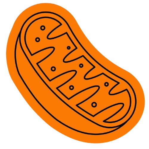 Supports  Cellular Energy