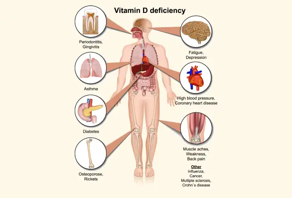 How Vitamin D Supports the Body (Human Explanation)